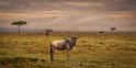 113 Masai Mara, gnoe